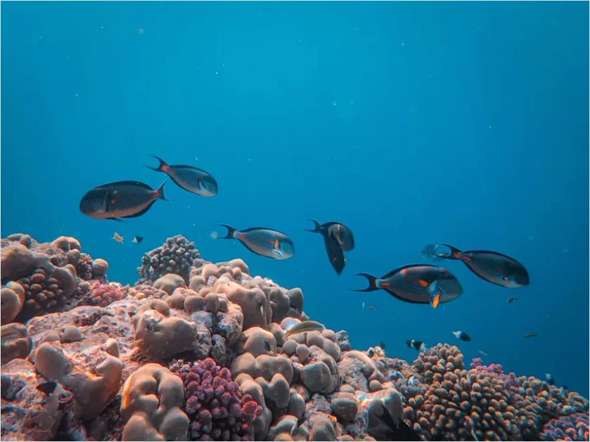 Detail Surgeonfish School Underwater Photo Number 8