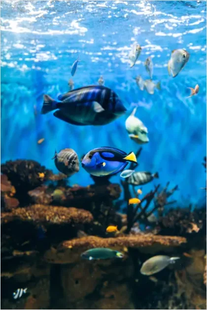 Detail Surgeonfish School Underwater Photo Number 9