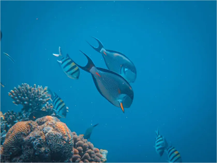 Detail Surgeonfish School Underwater Photo Number 10