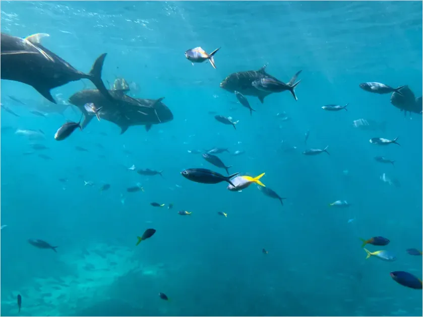 Detail Tuna School Underwater Photo Number 2