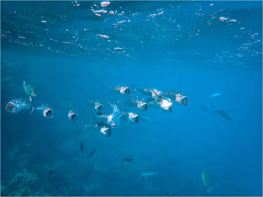 Detail Tuna School Underwater Photo Number 11