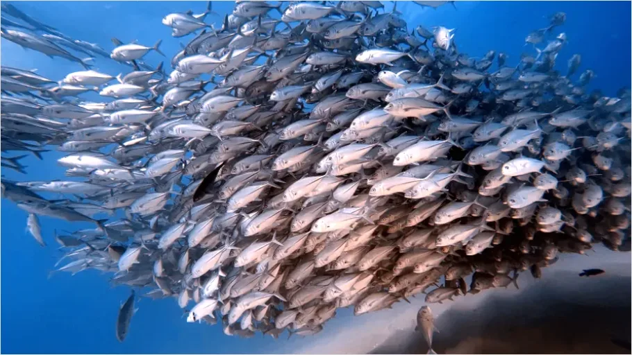 Detail Tuna School Underwater Photo Number 13