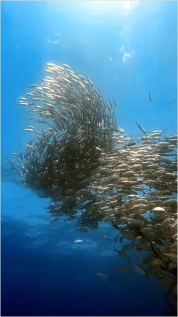 Detail Tuna School Underwater Photo Number 15