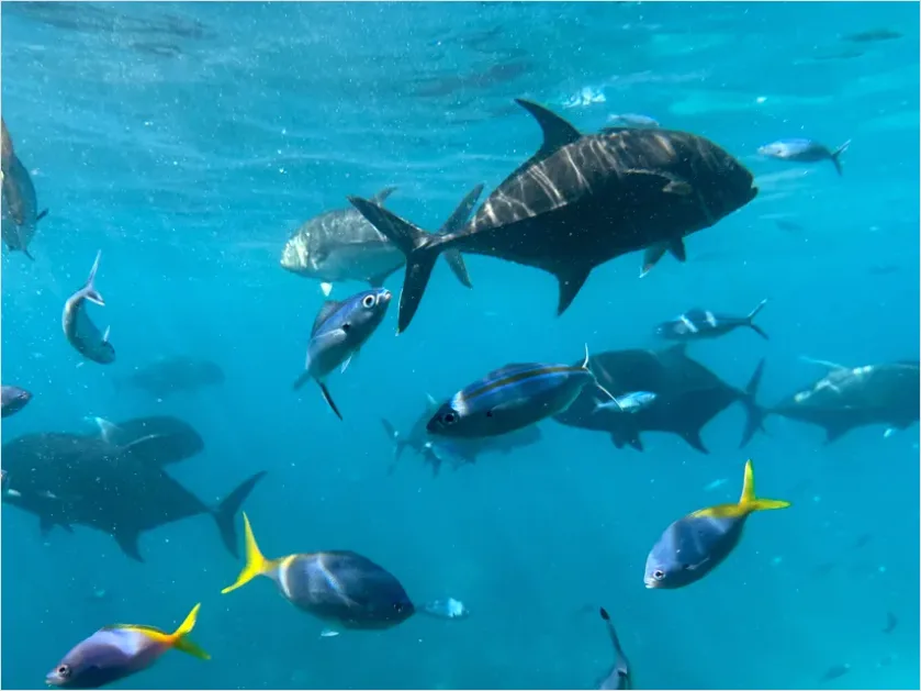 Detail Tuna School Underwater Photo Number 8