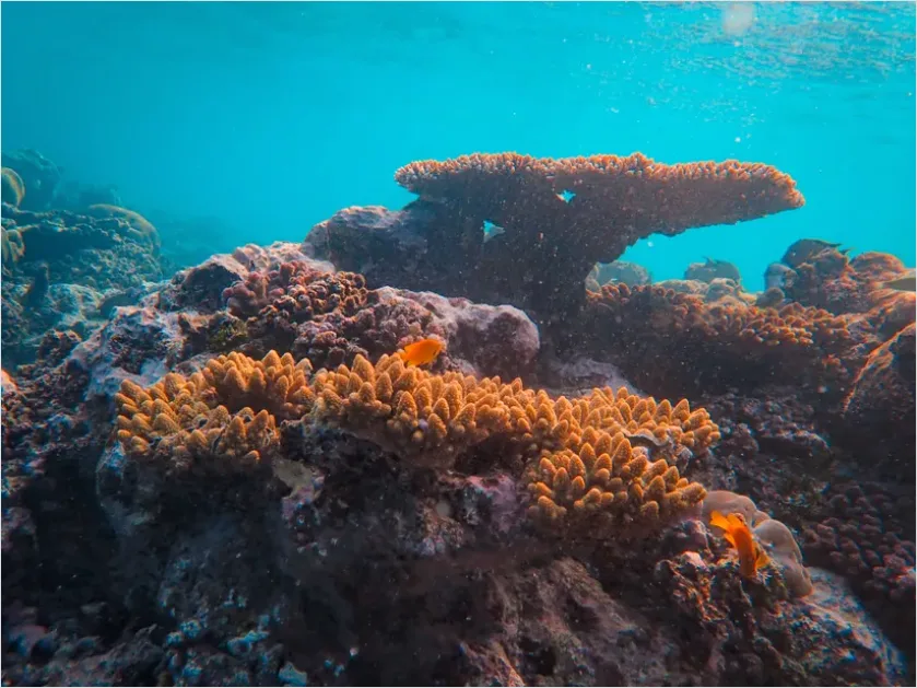Detail Underwater Coral Reef Photo Number 11