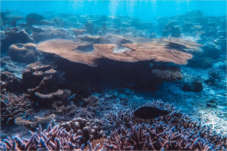 Detail Underwater Coral Reef Photo Number 12