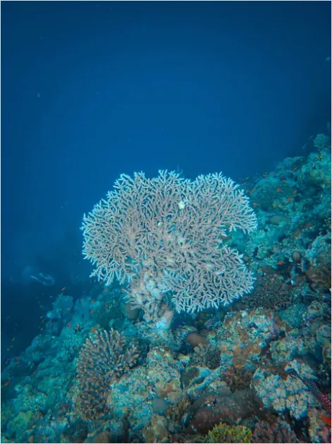 Detail Underwater Coral Reef Photo Number 13