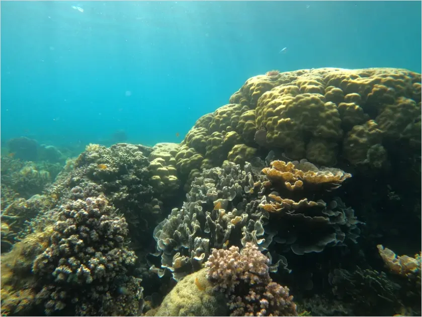 Detail Underwater Coral Reef Photo Number 14