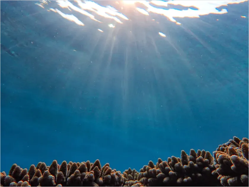 Detail Underwater Coral Reef Photo Number 15