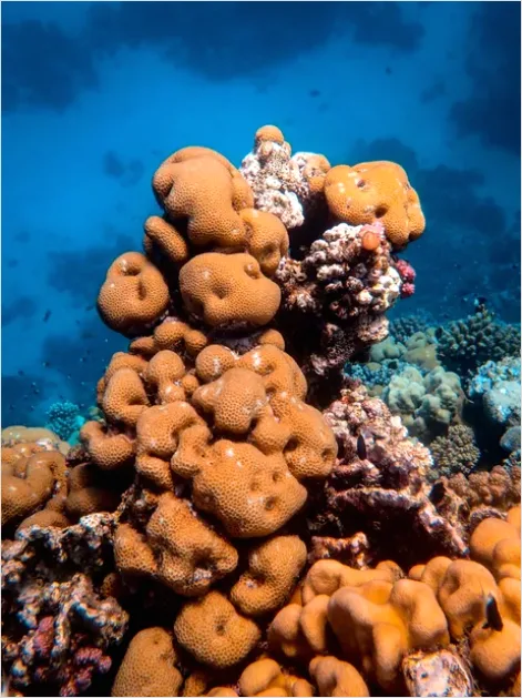 Detail Underwater Coral Reef Photo Number 16