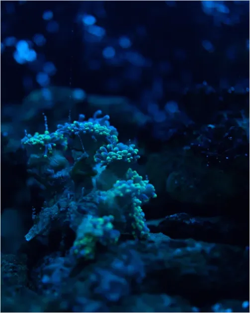 Detail Underwater Coral Reef Photo Number 3