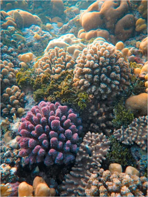 Detail Underwater Coral Reef Photo Number 4