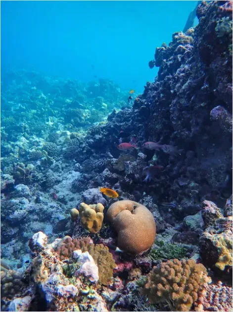Detail Underwater Coral Reef Photo Number 5