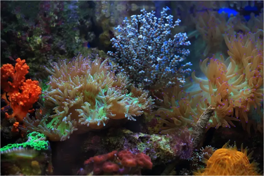 Detail Underwater Coral Reef Photo Number 6