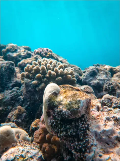 Detail Underwater Coral Reef Photo Number 7