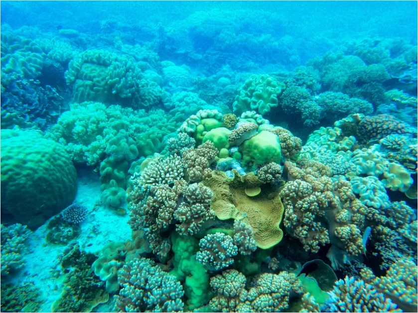 Detail Underwater Coral Reef Photo Number 8