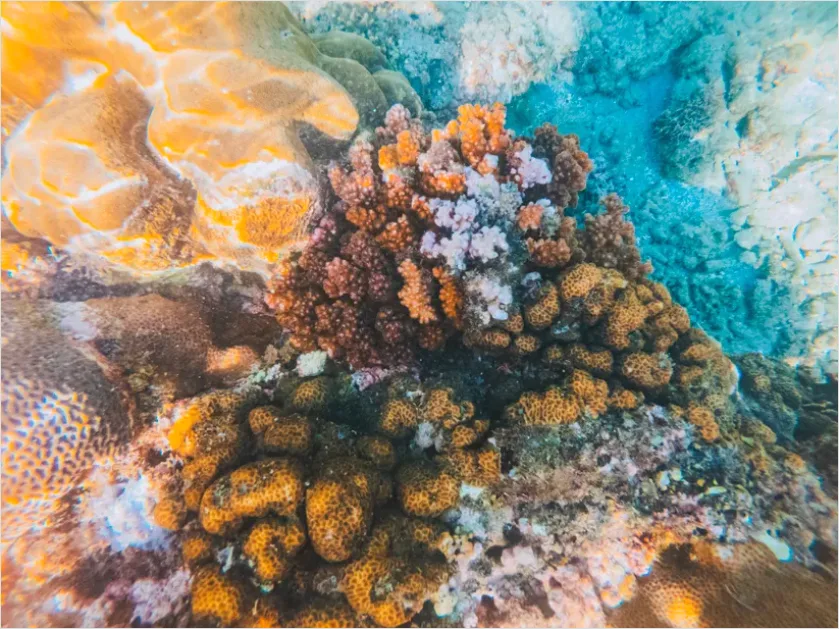 Detail Underwater Coral Reef Photo Number 9