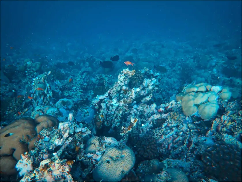 Detail Underwater Coral Reef Photo Number 10