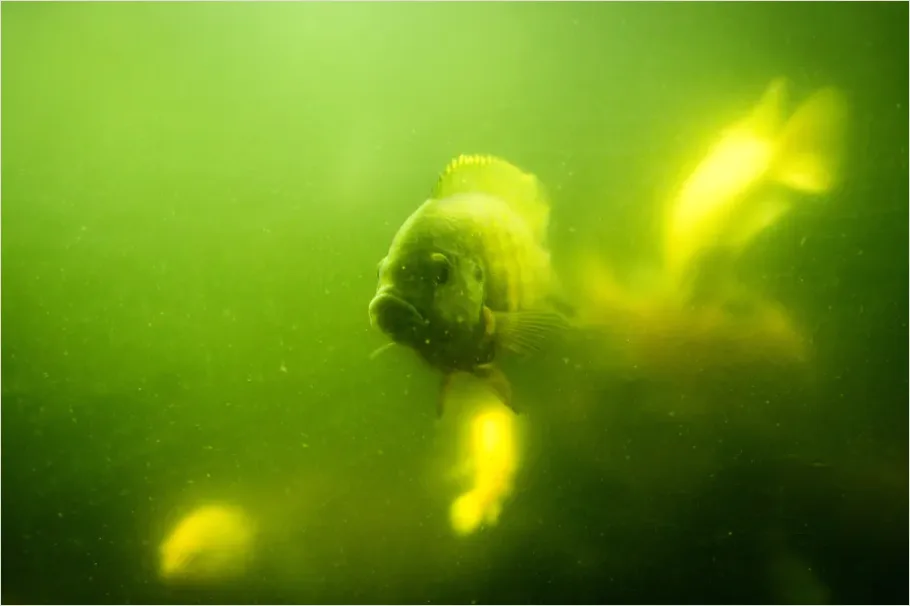 Detail Underwater Freshwater River Photo Number 12