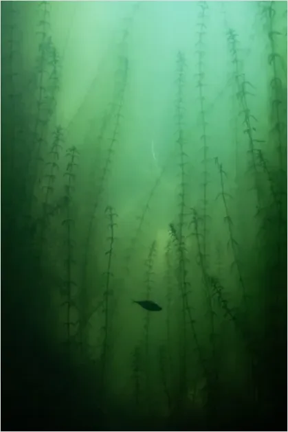 Detail Underwater Freshwater River Photo Number 15