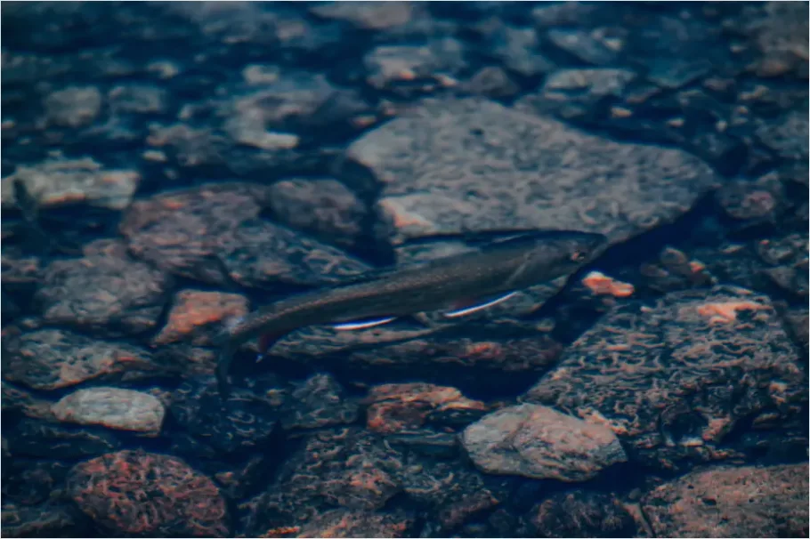 Detail Underwater Freshwater River Photo Number 16