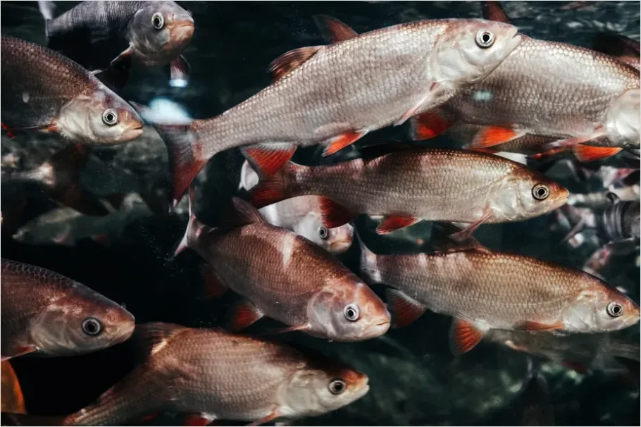 Detail Underwater Freshwater River Photo Number 3