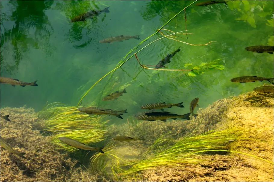 Detail Underwater Freshwater River Photo Number 8