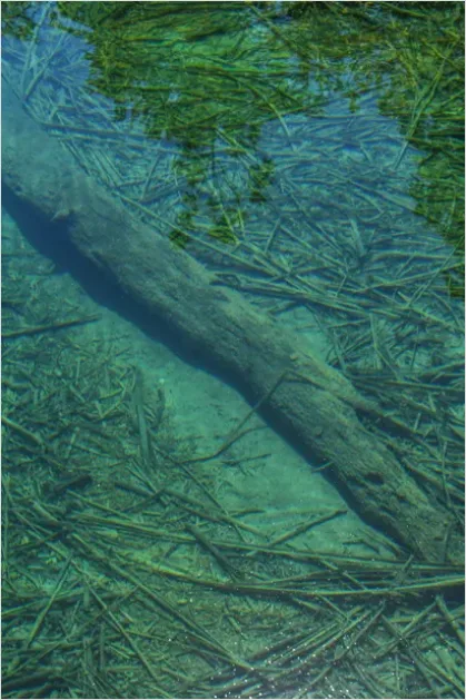 Detail Underwater Freshwater River Photo Number 10