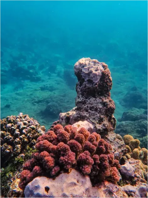 Detail Underwater Statue Reef Photo Number 16