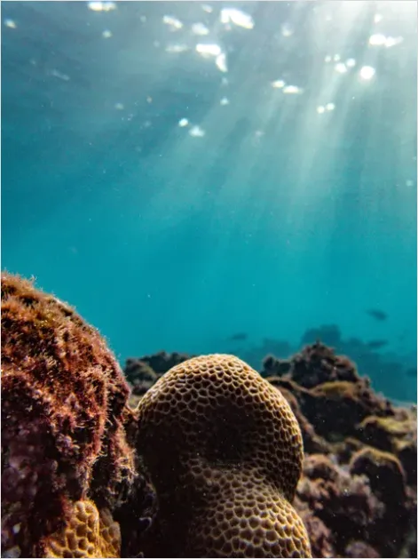 Detail Underwater Sun Rays Photo Number 11