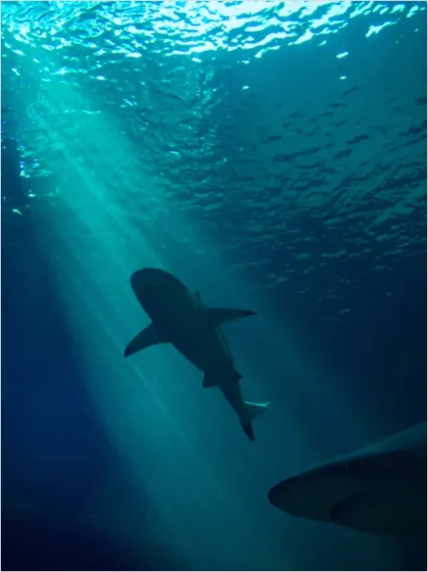 Detail Underwater Sun Rays Photo Number 13