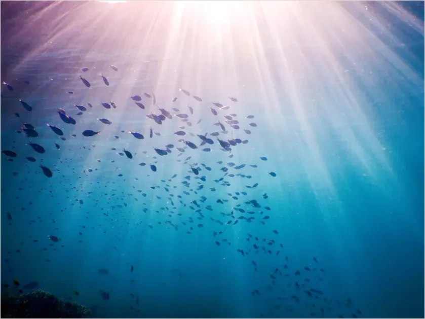 Detail Underwater Sun Rays Photo Number 16
