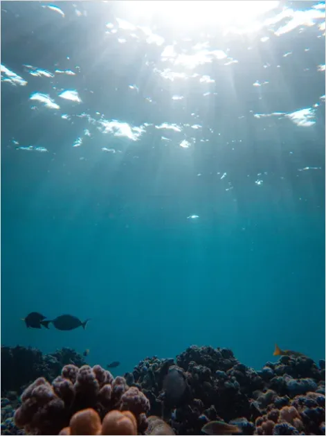 Detail Underwater Sun Rays Photo Number 4
