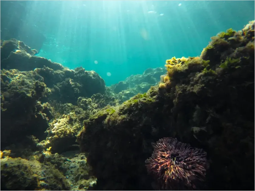 Detail Underwater Sun Rays Photo Number 5