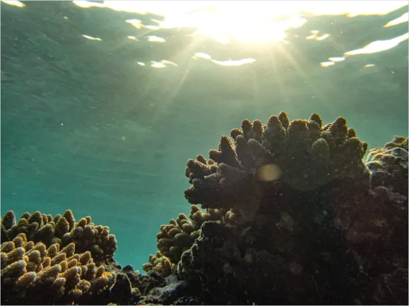 Detail Underwater Sun Rays Photo Number 7