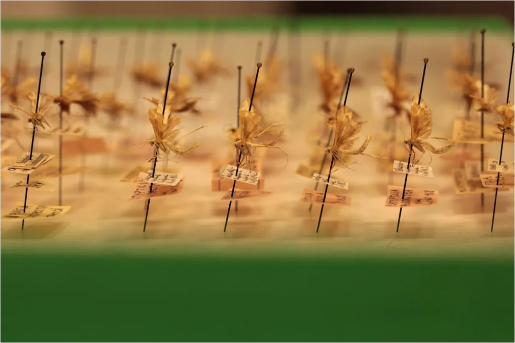 Detail Acupuncture Needles Close Up Treatment Number 11
