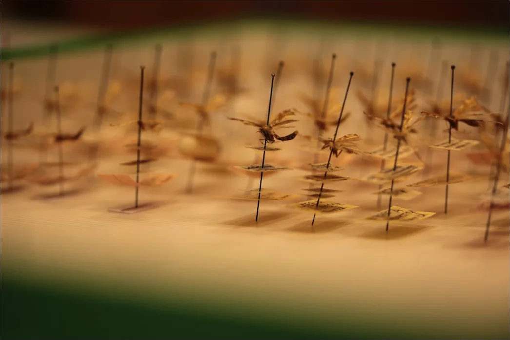 Detail Acupuncture Needles Close Up Treatment Number 3