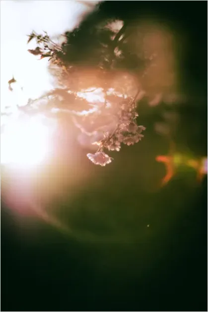 Detail Lens Flare Overlay Background Light Leaks Number 16
