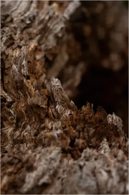 Detail Oak Wood Grain Texture Macro Number 4