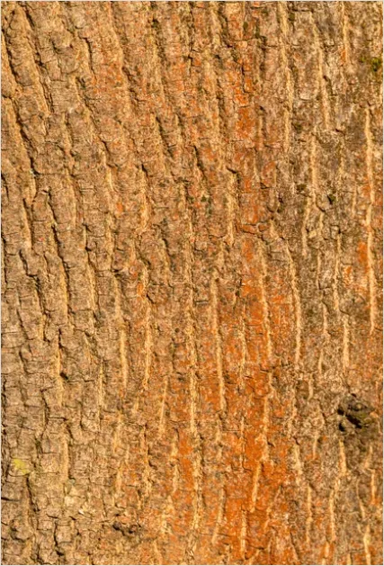 Detail Oak Wood Grain Texture Macro Number 9
