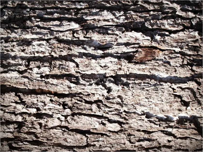 Detail Oak Wood Grain Texture Macro Number 10