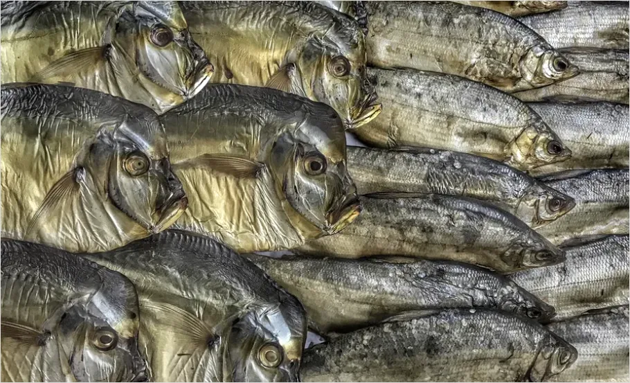 Detail Scales Pattern Background Fish Scale Number 12