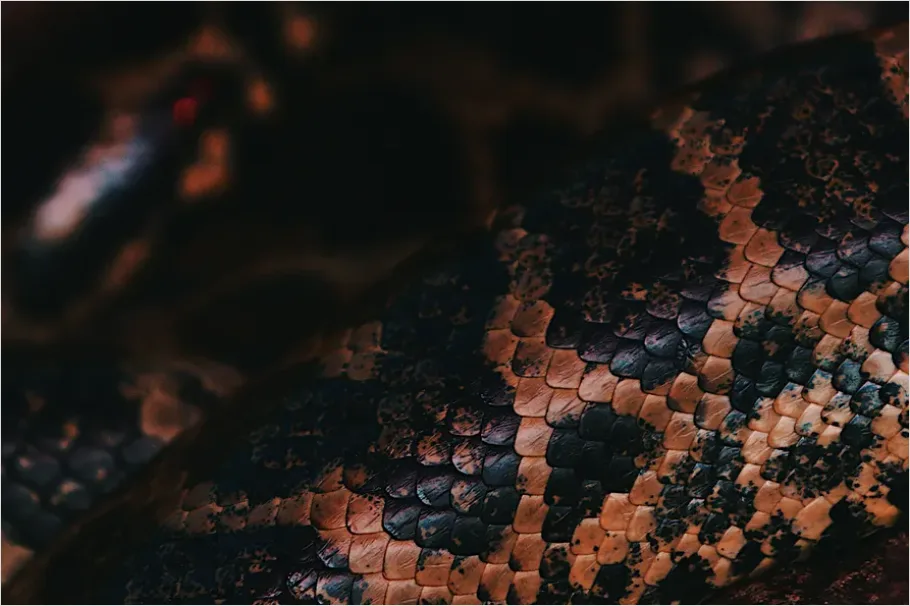 Detail Scales Pattern Background Fish Scale Number 15