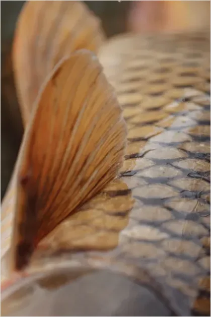 Detail Scales Pattern Background Fish Scale Number 3