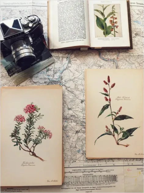 Detail Vintage Botanical Illustration Page Scan Number 2