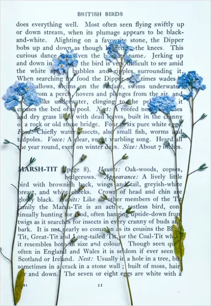 Detail Vintage Botanical Illustration Page Scan Number 4