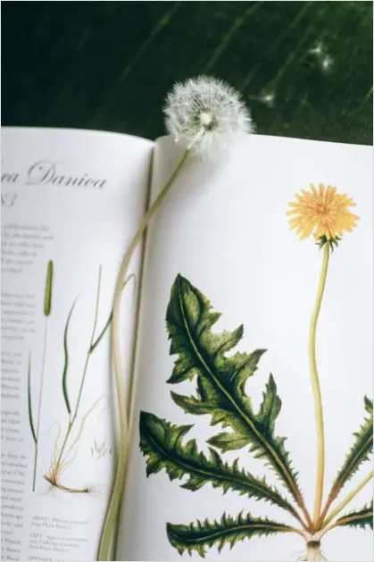 Detail Vintage Botanical Illustration Page Scan Number 5