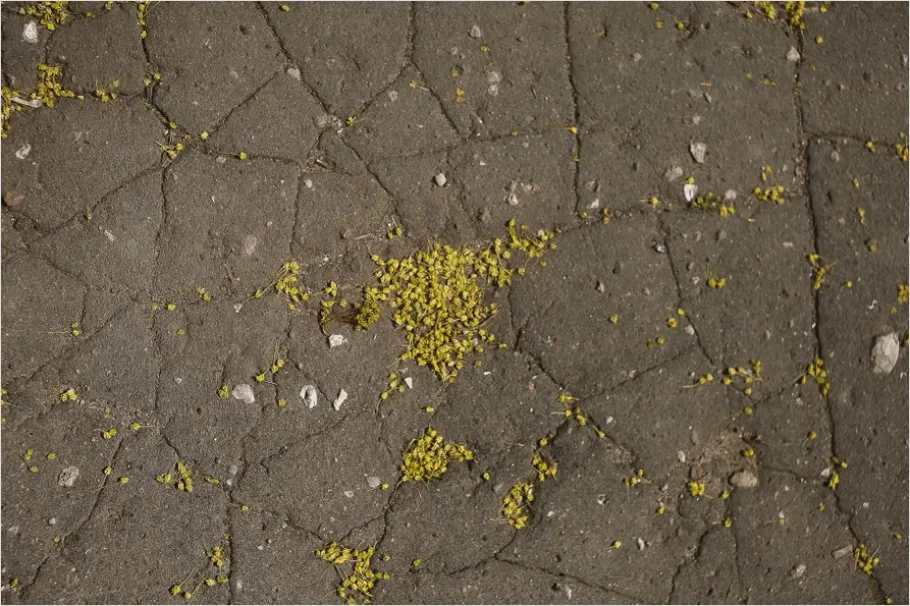 Cracked Sidewalk Urban Texture Photo Ec50