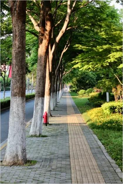 Detail Street Trees And Sidewalks Photo Number 2