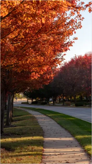 Detail Street Trees And Sidewalks Photo Number 11